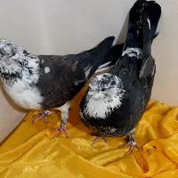 کفتر پرشی ،قاره، زاغ، سوسکی|پرنده|دماوند, گیلاوند|دیوار