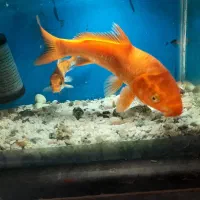 ماهی کوی بزرگ و کوچک