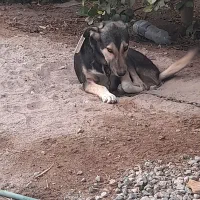 سگ نگهبان|سگ|ریگان, |دیوار