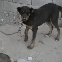 فروش انواع طول های پاپی و دوبرمن قیمت مناسب|سگ|فلاورجان, |دیوار