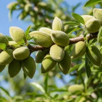 نهال بادام مقاوم به خشکی و بیمار‌ی‌ها|گل و گیاه طبیعی|قم, الغدیر|دیوار