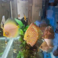 ماهی دیسکس و فیلتر سطلی سرا و آنابیاس|ماهی|تهران, پونک|دیوار