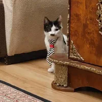 گربه گمشده|حیوانات|تبریز, |دیوار