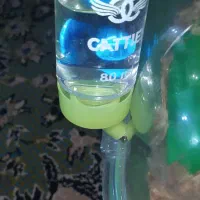 همستر نر|موش و خرگوش|گرگان, |دیوار