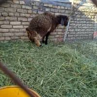 دو عدد بره پنج ماه دوقلو نر وماده هستن فروش باهم