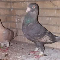 دو جفت دورگ و پلاکی(حمال)|پرنده|شوشتر, |دیوار
