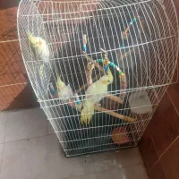 عروس هلندی