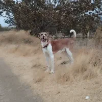 سگ سرابی|سگ|شازند, |دیوار