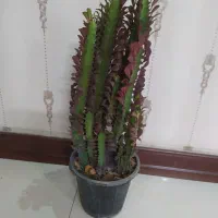 یوکای مقاوم فقط ۳۴۰|گل و گیاه طبیعی|اصفهان, سرچشمه|دیوار