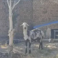 بره قوچ