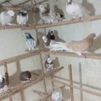 کفتر