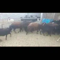 ۲۰راس بره نره افشار|حیوانات مزرعه|ارزوئیه, |دیوار