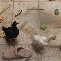 مرغ وخروس خونگی زرنگ و باهوش با قفس