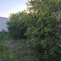 فروش-باغچه-500-متری-کوچه-باغ-مهستان-1-جنب-تالار