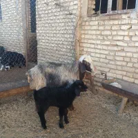 میش بره دار بز ابستن|حیوانات مزرعه|خرامه, |دیوار