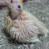 جوجه عروس|پرنده|ایرانشهر, |دیوار