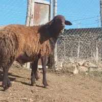 قوچ ترتمیز 4دندان سالم بدون عیب داشتی|حیوانات مزرعه|مریوان, |دیوار