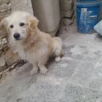 سگ پاکوتاه زیبا وباهوش