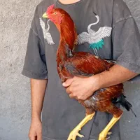 خروس لاری جوجه