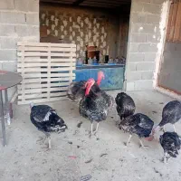 بوقلمون گوشتی