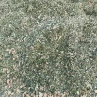 ذرت علوفه ای|عمده‌فروشی|بهبهان, |دیوار