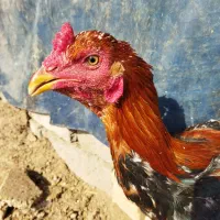 لاری|حیوانات مزرعه|تایباد, |دیوار