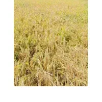 بذربرنج|بدلیجات|بروجرد, |دیوار