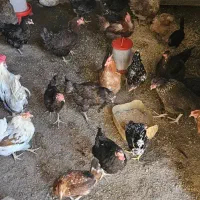 مرغ  تخم  گزار|حیوانات مزرعه|خمینی‌شهر, |دیوار