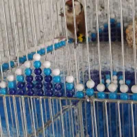 سهره 2ساله|پرنده|اصفهان, بوستان ناژوان|دیوار