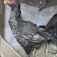 مرغ لاری وارداتی اصل افغان