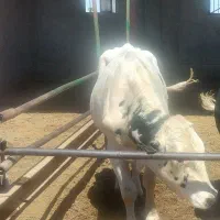 گوساله نر مناسب برای پرواری