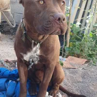 پیتبول|سگ|اردبیل, |دیوار