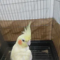 عروس هلندی ماده لوتینو زعفرانی