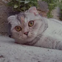 گربه اسکاتیش فولد