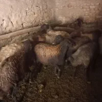 گوسفند|حیوانات مزرعه|لالجین, |دیوار