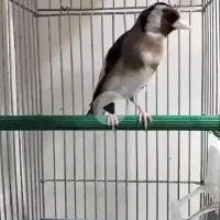 سهره جفیگری.