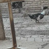اردک بومی فقط تماس پاسخ داده میشود