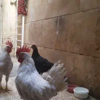 حیوانات خانگی|حیوانات مزرعه|تهران, جیحون|دیوار
