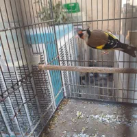 سهره|پرنده|تهران, شیوا|دیوار