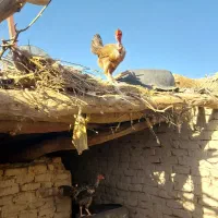 مرغ وخروس جوجه محلی|حیوانات مزرعه|زابل, |دیوار