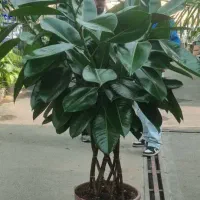 انواع گیاهان کینگ یوکا آمستر|گل و گیاه طبیعی|تهران, زیبادشت|دیوار