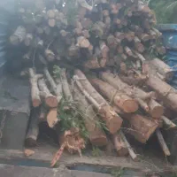 خرید قطع هرس درختان خرید چوب