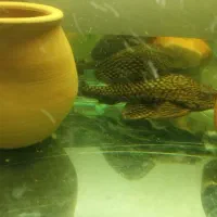 ماهی|ماهی|مشهد, همت آباد|دیوار