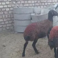 بره ماده افشاری معاوضه باره ماده مغانی