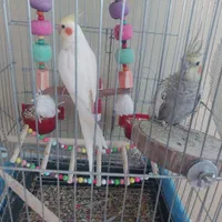 عروس هلندی نر و ماده سرحال|پرنده|پاکدشت, پارچین|دیوار