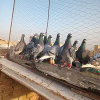 ک چق|پرنده|سبزوار, پاسداران|دیوار