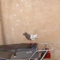 تعدادی کفتر|پرنده|مشهد, محمدآباد|دیوار