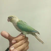 جوجه گرینچیک پاین اپل