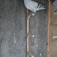 کبوتر شامی کرمونی، تهرانی