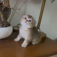 بچهگربه خونگی، اجتماعی و سالم|گربه|دزفول, |دیوار